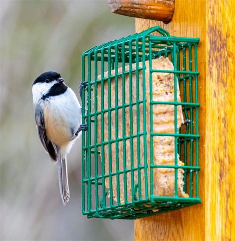 Top Tips For Feeding Wild Birds