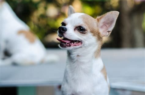 Top 10 Small Dog Breeds Petmd Petmd