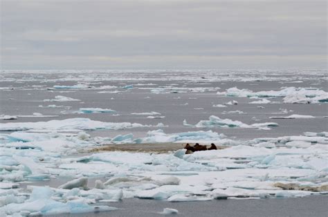 Sikuliaq Week 1 Recap Through The Ice Geospace Agu Blogosphere