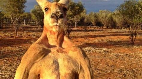 В Австралии умер мускулистый кенгуру Роджер, ставший мемом - BBC News ...