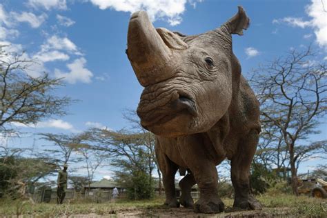 Rip Sudan The Last Male Northern White Rhino