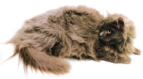 Since tiffany breeders began to focus on the vigor of the breed by outcrossing, the tiffany has developed. CATS: The Tiffany cat