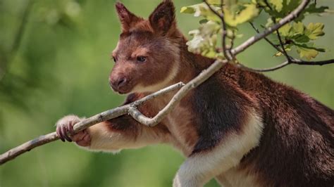 Meet The Rare Tree Dwelling Kangaroo Thats Arrived In Chester Zoo