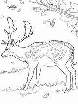 Deer Coloring Pages Printable Kids sketch template