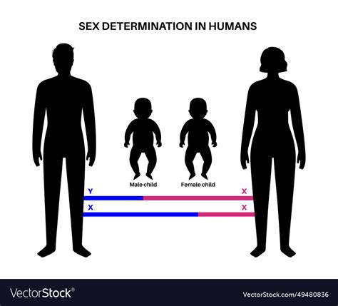 Sex Determination In Humans Royalty Free Vector Image