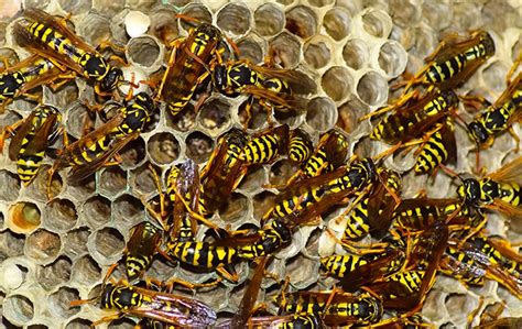 Hornet And Wasp Identification A Guide To Hornet And Wasp Control