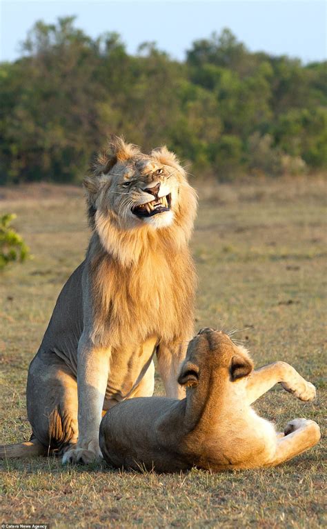 Lion Looks Very Pleased With Himself As He Mates With A Lioness Lions Photos Funny Lion