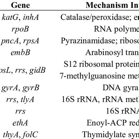 First And Second Line Tb Drugs Genes Involved In Their Activation And