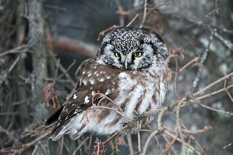 Boreal Owl Owl Audubon Birds Species