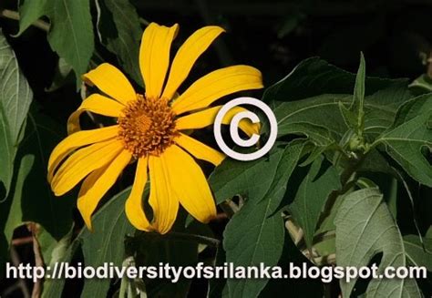 Biodiversity Of Sri Lanka වල්සූරියකාන්තිවටසූරිය Wal Suriyakanthiwata
