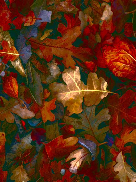 Autumn Leaves Background Vertical Free Stock Photo Public Domain Pictures