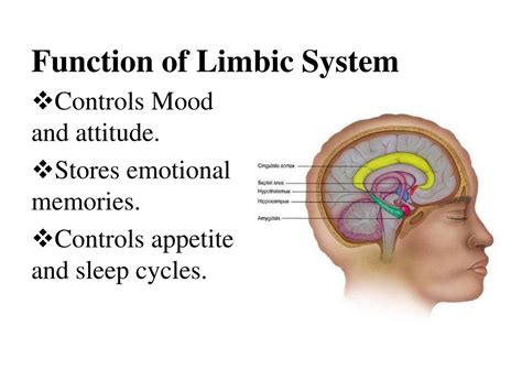 Limbic System Diagram And Functions