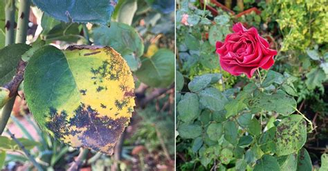 Common Rose Leaf Problems - Garden Express