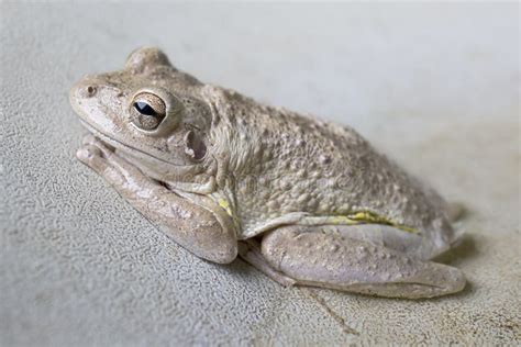 Cuban Tree Frog Osteopilus Septentrionalis Stock Photo Image Of Frog