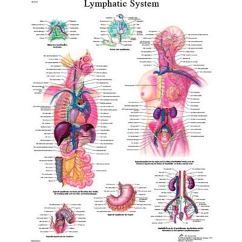 Fabrication Enterprises 3b® Anatomical Chart Lymphatic System