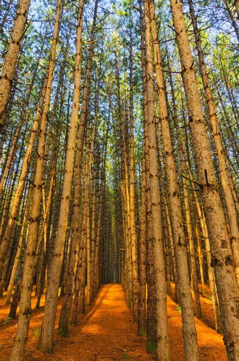 Pin Rouge Forest Grove Des Arbres Image Stock Image Du Arbre Floride