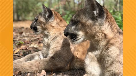 Two Endangered Florida Panther Kittens Are Enjoying Their New Home At