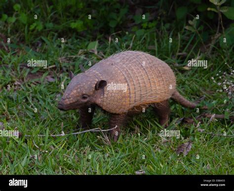 Brazil Armadillo Hi Res Stock Photography And Images Alamy