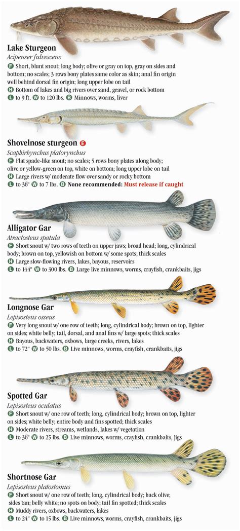 Louisiana Freshwater Fish Identification Chart