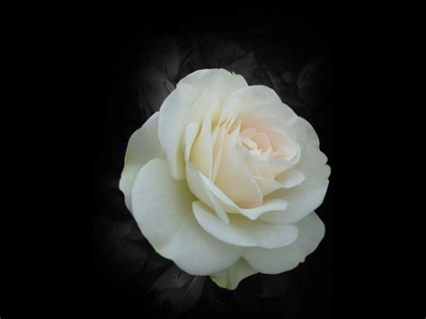 Black And White Rose Wallpaper 61 Images
