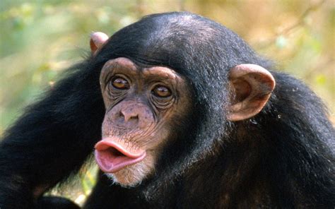 ¿que Entiendes Por La Palabra Mono¿te Consideras Un Mono No Mono