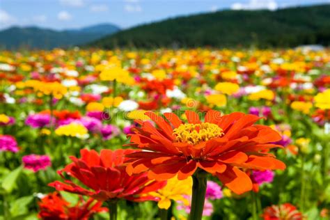 Download and use 10,000+ flowers stock videos for free. Zinnia Flowers Royalty Free Stock Photos - Image: 13697788