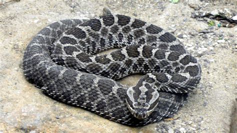 Endangered Venomous Rattlesnakes Being Bred At Toronto Zoo Citynews