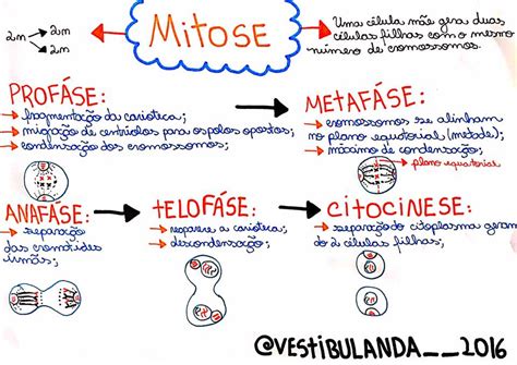 Divisão Celular Ou Ciclo Celular Mitose E Meiose Resumo E Mapas