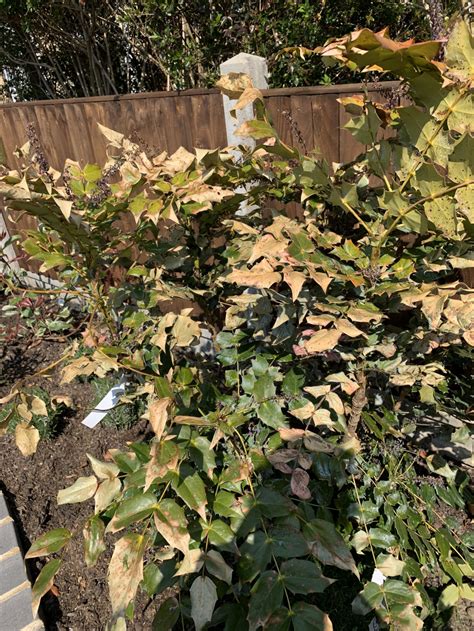 Mahonia Japonica Leaves Going Brown — Bbc Gardeners World Magazine