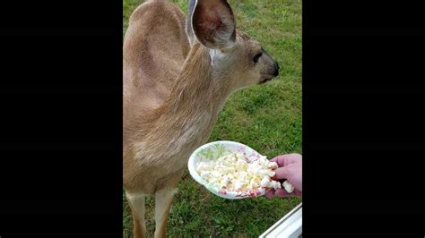 Deer Eating Popcorn Youtube