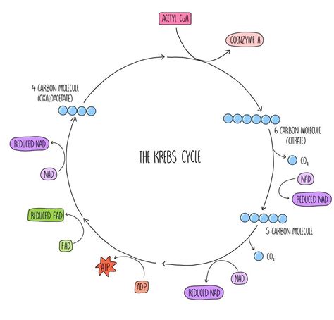 Respiration Ocr The Science Sauce