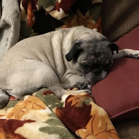 Sassy Says Goodnight Reddit Ifttt2wdieez Pug Puppies Dog