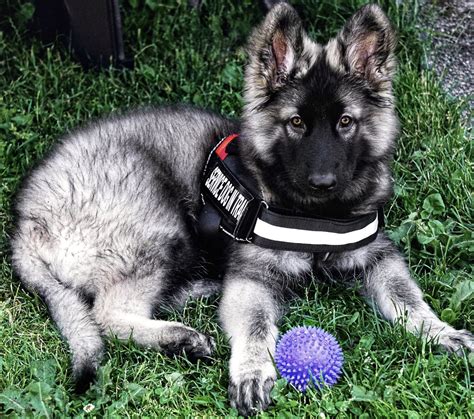 Me In My First Sdit Vest Ravyn ↠ 12 Weeks Old Shiloh Shepherd Dog