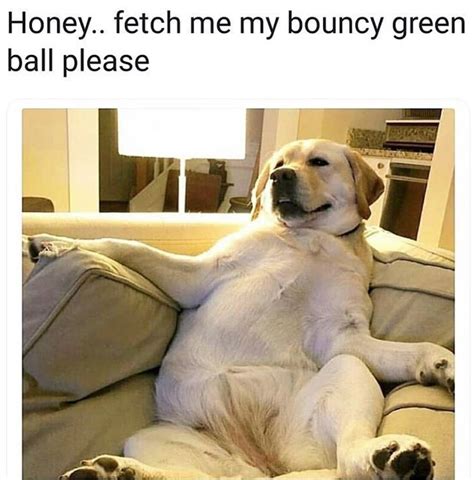 33 Doggo Memes And Tweets Thatll Help You Through This Ruff Week Dog