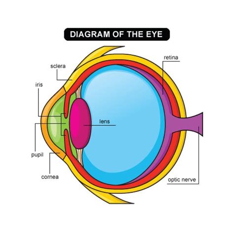 Do You Know Which Part Of Your Eye Is Which Are You Kids Very Curious