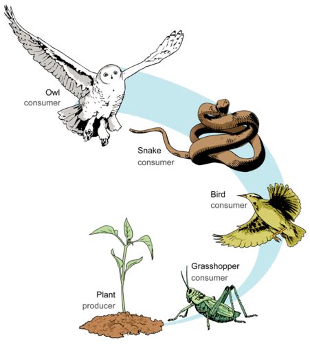 Food Chains And Food Webs Read Biology Ck 12 Foundation