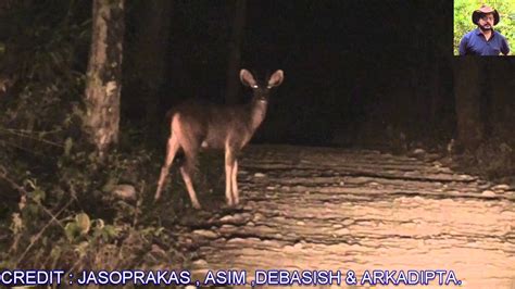 Deer Crossing The Dense Forest Road At Night Youtube