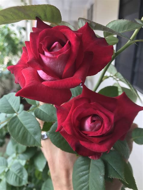 Monica Bellucci Belles Fleurs Roses Belle Rose Rose Meilland