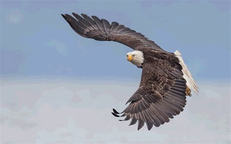 Bald Eagle In Flight Alaska Wallpaper For Pc And Mobile Phone 3840x2160