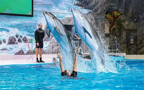 Dubai Dolphinarium Tickets Dsd Travels