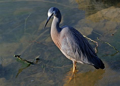 Herons And Egrets Exploring Ebenezer Creek