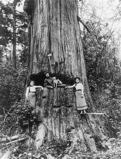 Photos The Golden Age Of Lumberjacks And Giant Redwoods They Battled