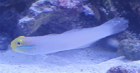 White Spot On Blue Cheek Goby Reef2reef Saltwater And Reef Aquarium Forum