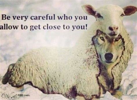 Wolf In Sheeps Clothing Sheep Quote Sheep Clothing Quotes