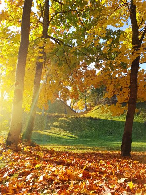 Colorful Autumn Landscape Sunshine Through Golden Maple Trees S Stock