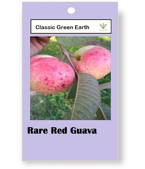 Classic Green Earth Fruit Seeds Rare Red Guava Psidium Guajava