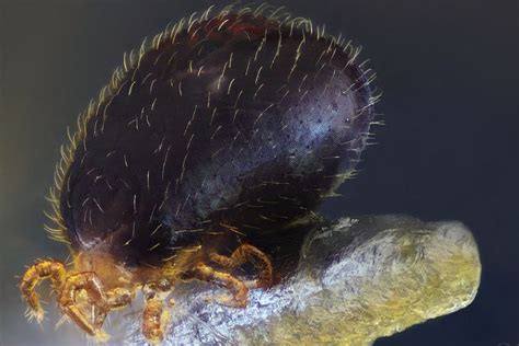 How To Treat Snake Mites Guide W Video