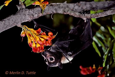 Bat Photo Gallery Merlin Tuttles Bat Conservation