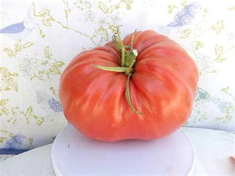 Rw Cephei Heirloom Giant Tomato Seeds Etsy
