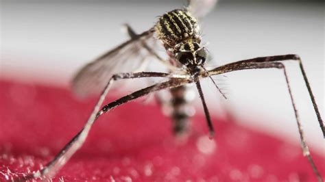 Mosquito Borne Disease Worst Outbreak In More Than Decade Mich